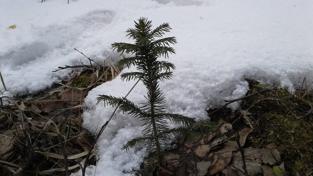 росток сосны под снегом