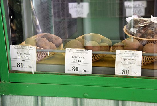Конец апреля – лучшее время для приобретения семенного картофеля. Цена новых сортов –  в пределах 100 рублей за килограмм