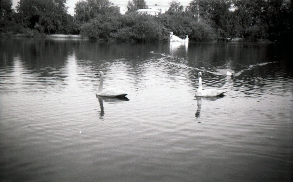 пруд в Харитоновском парке