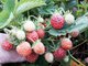 Дрозды не гнушаются даже неспелыми ягодами, съедают весь урожай – как будто на участке побывали воры. Фото: Лариса Хайдаршина