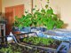 Для выращивания в домашних условиях требуется выбирать сорта партенокарпических огурцов с преимущественно «женскими» цветами. Фото: Павел Ворожцов