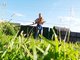 Коса – надёжный и проверенный инструмент для скашивания травы на садовом участке Фото: Алексей Кунилов