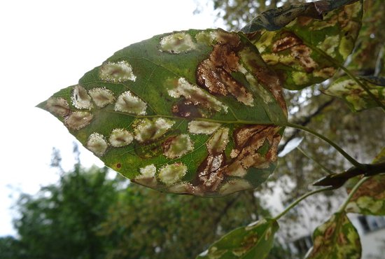Бурые пятна на листьях тополя показывают, что дерево повреждено тополёвой молью  Фото: Алексей Кунилов