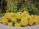 В садах Среднего Урала уже начали поспевать яблоки – и у каждого дачника – свой любимый сорт Фото: Алексей Кунилов