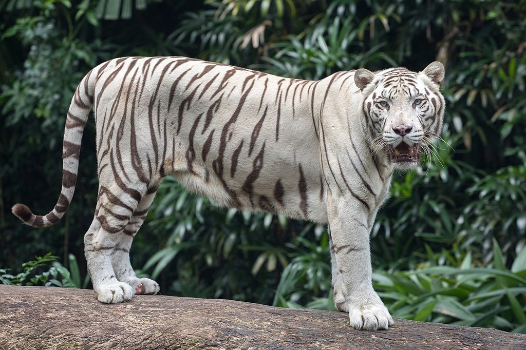 Вот так выглядит взрослая особь белого тигра. Фото wikipedia.org/ Basile Morin