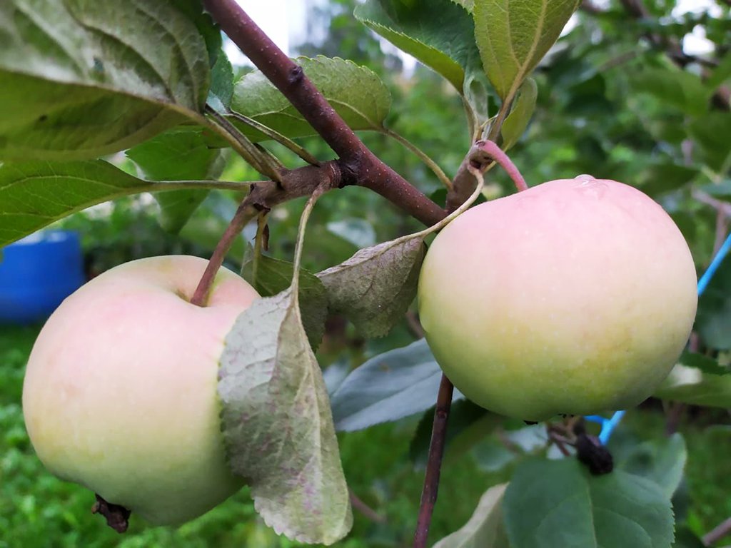 Плоды Ренета Крюндера – самого редкого мичуринского сорта.