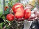 Уральские томаты в этом году уродились не хуже, чем кубанские или азербайджанские. Фото: Из личного архива Владимира Панова.