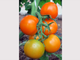 На семена нужно брать только спелые помидоры. Фото: Рудольф Грашин