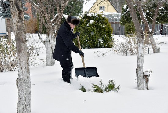 Молодые и капризные хвойные растения также лучше укрыть снегом Фото: Алексей Кунилов