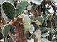 Опунции – одни из самых красивых кактусов, но их колючки, которые есть на всех частях растения, очень опасны из-за изогнутой формы. Фото: Павел Ворожцов
