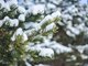 На Руси считалось: если декабрь будет снежным и морозным, то жди хорошего урожая в следующем году. Фото: Галина Соловь`ва