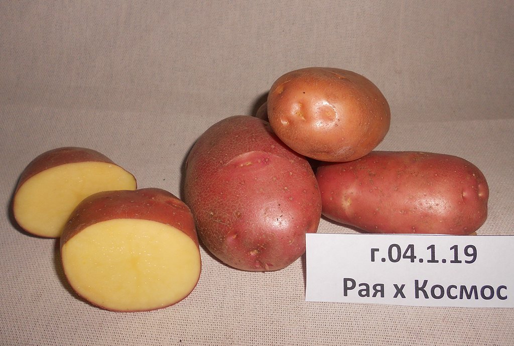 Картофель сорта Каштак