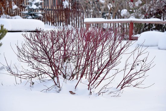 Из ягодников этой зимой могут пострадать крыжовник и малина, особенно если они не укрыты снегом. Фото: Алексей Кунилов