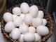 Куриные яйца любят и грызуны, которые таскают их из-под носа хозяев. Так что следует быть внимательнее.  Фото: Павел Ворожцов.