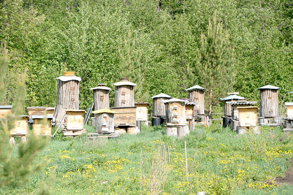 Пчелы, пчела, пасека, мед