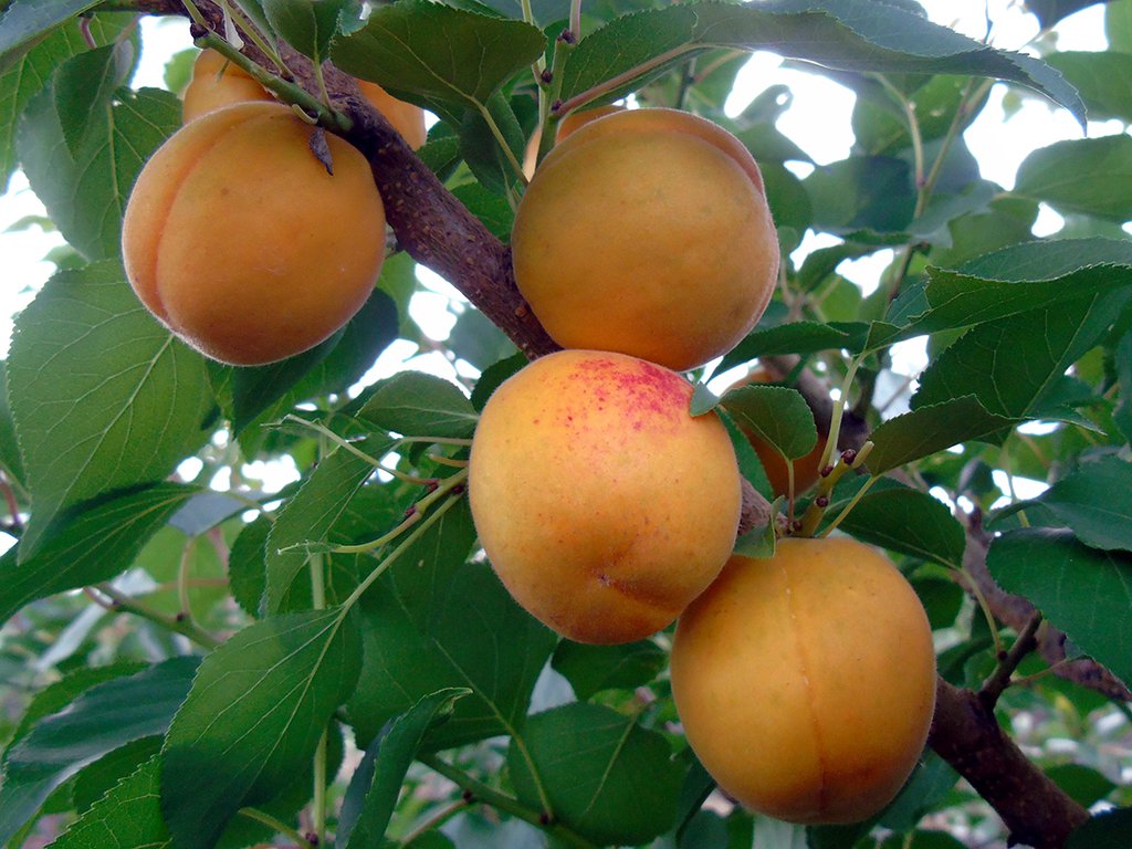 На Урале зарегистрировали новый сорт сладких и морозостойких абрикосов:Общество: Облгазета