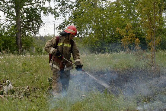Тополиный пух далеко не так безопасен, как кажется: это отличный проводник огня. Фото: Павел Ворожцов