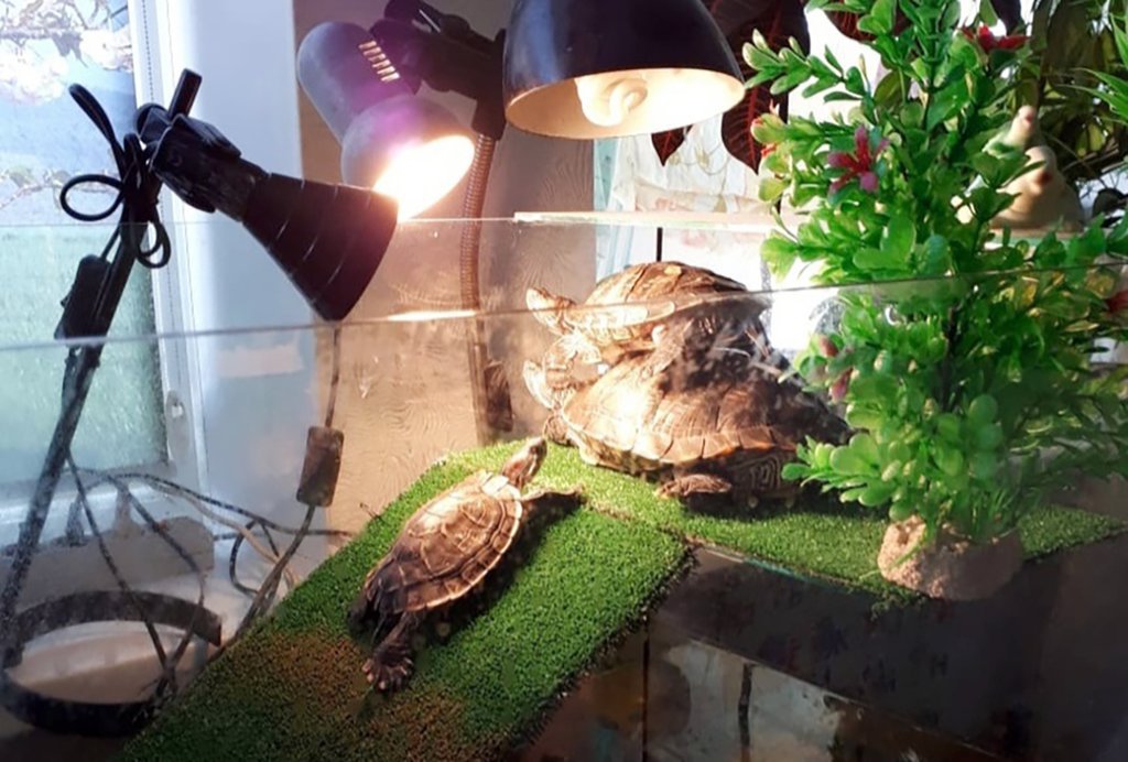 Жизнь под лампой: как содержать красноухую черепаху?: Общество: Облгазета