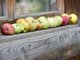 В этом году весь урожай поспевает раньше, так что некоторые садоводы уже могут снимать яблоки. Фото: Алексей Кунилов