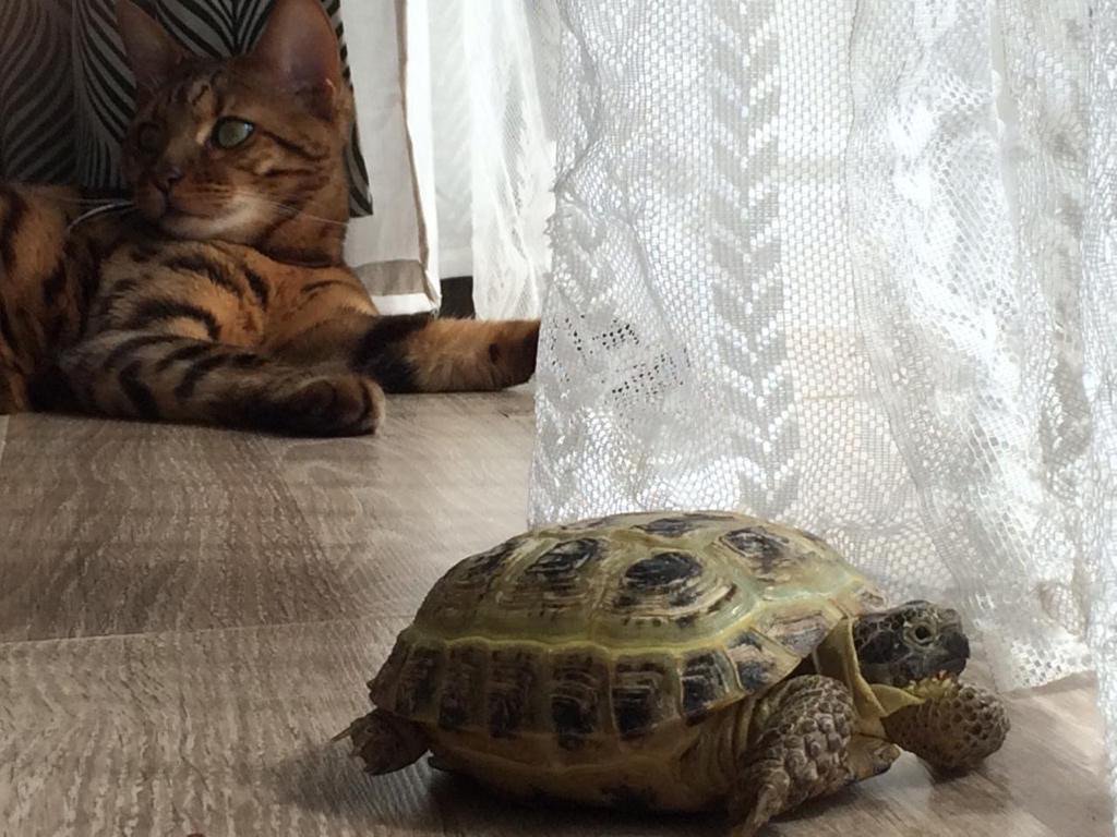 Кошка и черепаха