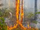 Садовод Роман из ведра заливает огонь в лесу. Фото: Галина Соловьёва