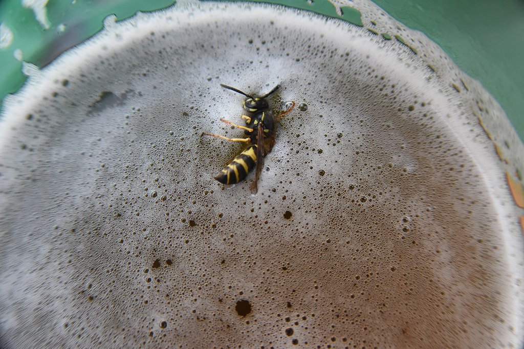 оса плавает в кружке с пивом