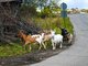 Прежде чем завести коз, подумайте, где они будут пастись Фото: Галина Соловьёва