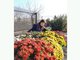 Этот снимок Ирины Балыбердиной у хризантем на её участке сделали пару дней назад Фото: Из личного архива Ирины Балыбердиной