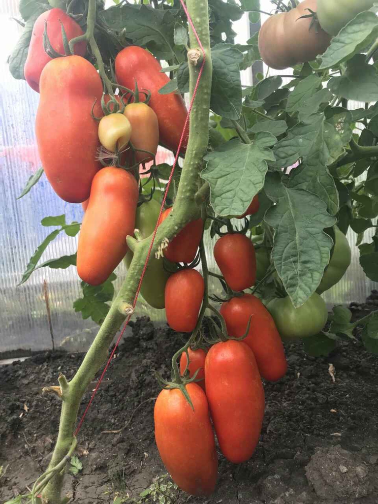 Томат-путешественник и Звездопад в августе: выбираем семена помидоров на  рассаду: Общество: Облгазета