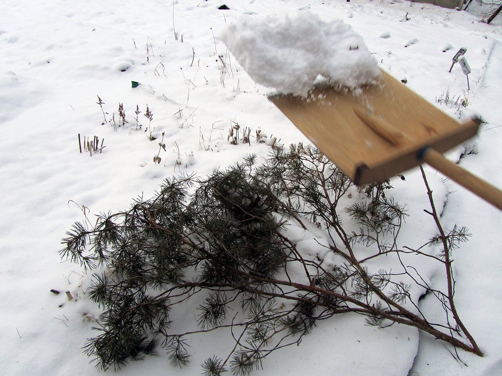 Январь – самое время отрегулировать высоту снежного порова на садовом участке. Фото: Алексей Кунилов