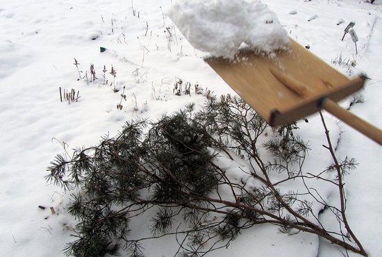 Январь – самое время отрегулировать высоту снежного порова на садовом участке. Фото: Алексей Кунилов