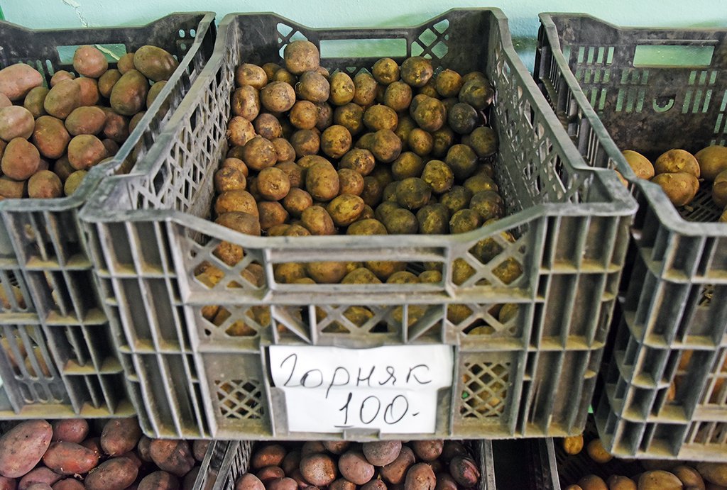 Какие сорта картофеля выбрать на посадку в этом году?: Общество: Облгазета