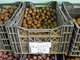 Цена семенного картофеля может в разы превосходить стоимость продовольственного. Фото: Алексей Кунилов