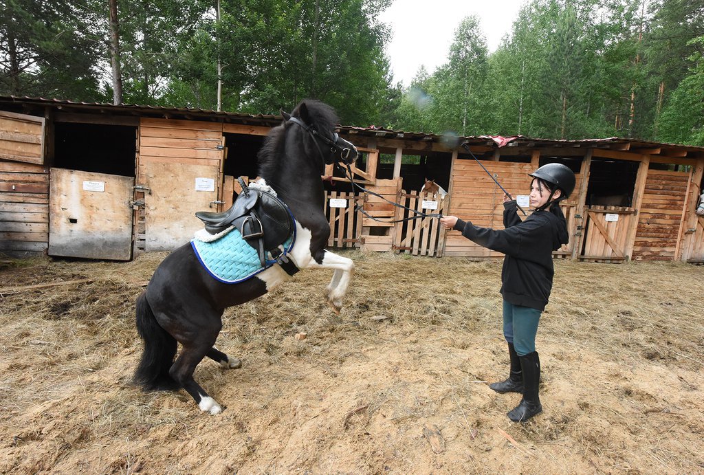 В конном клубе Березита готовят к скачкам не только лошадей, но и пони. Фото: Павел Ворожцов