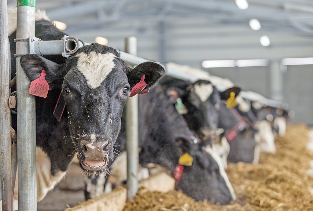 Cтроительство одного стойло-места для бычка мясной породы составляет миллион рублей, подсчитали сельхозпроизводители. Фото: Александр Исаков