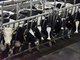 Аграрии уверены, что доходы от продажи молока сопоставимы с доходами от производства органического удобрения.  Фото: Полина Зиновьева