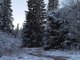 Вот так выглядит главная новогодняя ель Среднего Урала. Фото: Виктор Ячменев