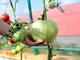 Крупные мясистые помидоры можно вырастить не только в теплице, но и на обычной грядке Фото: Павел Ворожцов