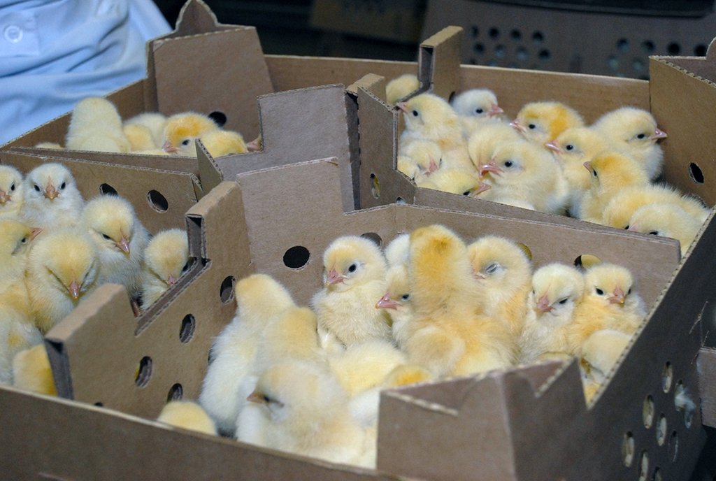 цыплята в коробке