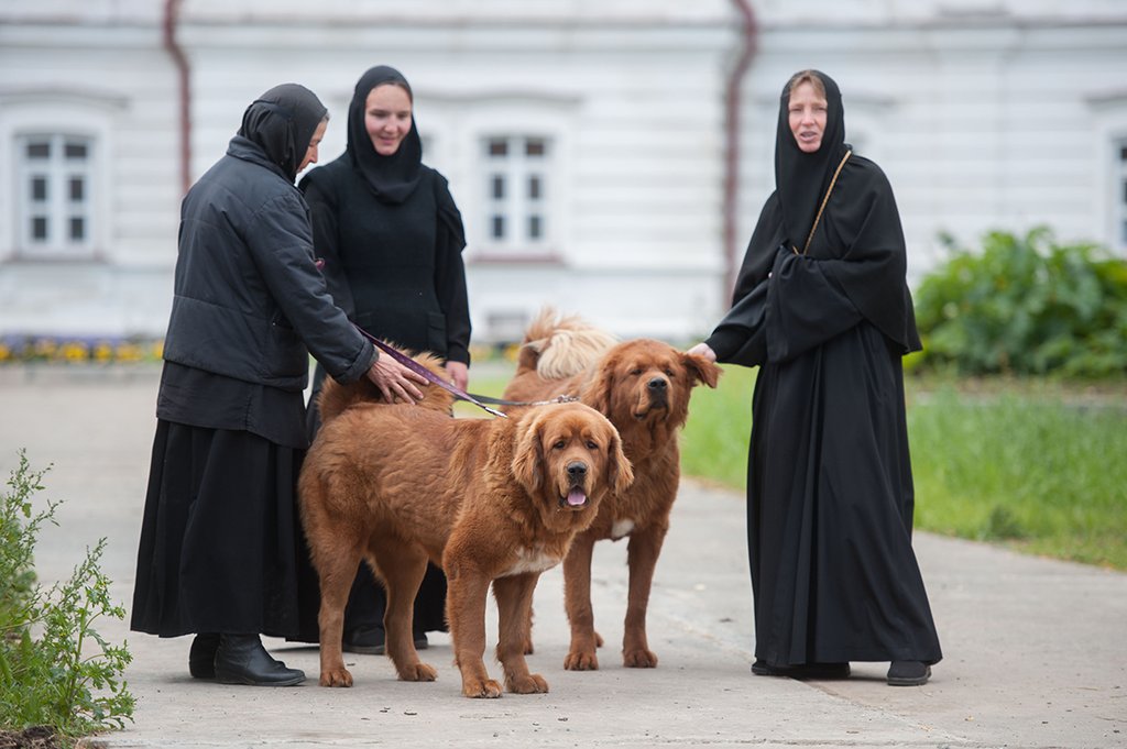 монахини с мастифами