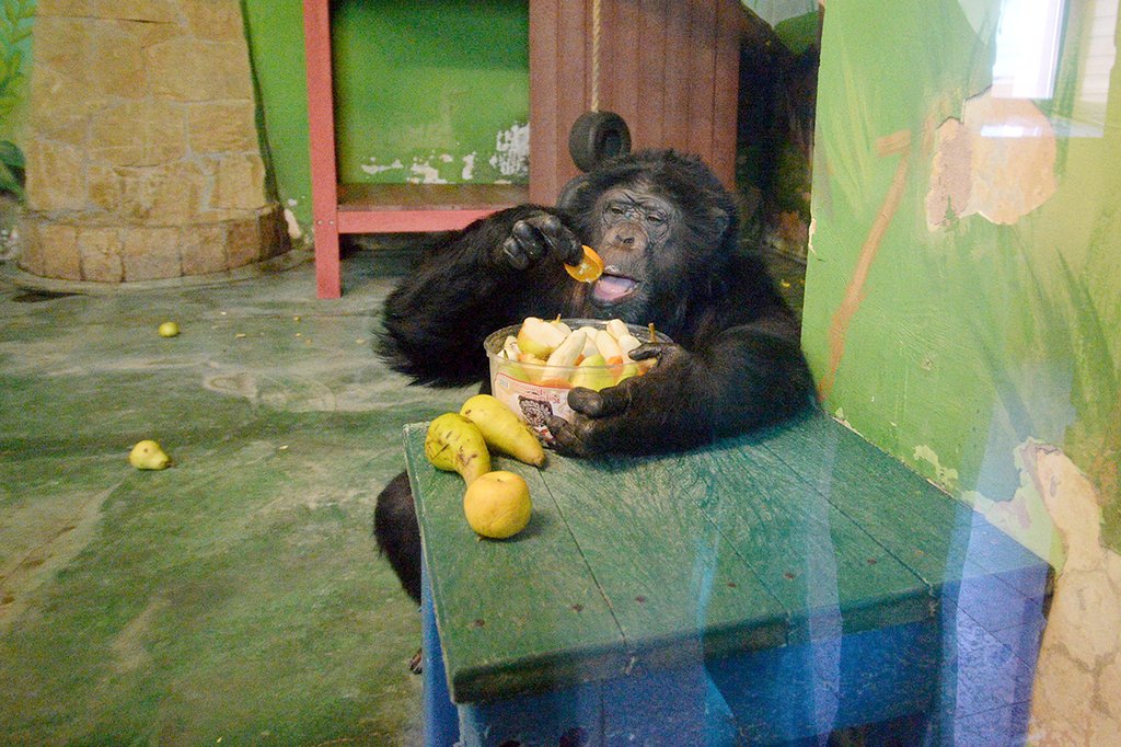 Шимпанзе. Екатеринбургский зоопарк