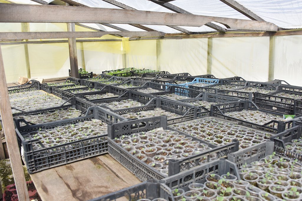 Выращивание рассады капусты в теплице с обогревом