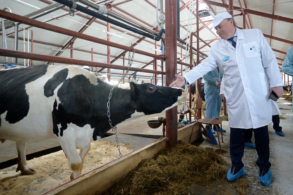 Алексей Орлов гладит корову. Открытие новой молочной фермы в Кордюково
