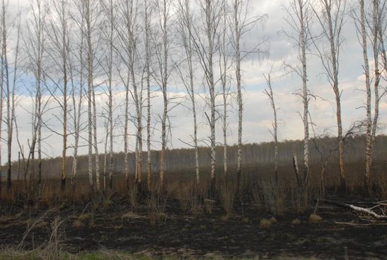 В Свердловской области с 15 апреля действует особый противопожарный режим. Фото: Александр Зайцев