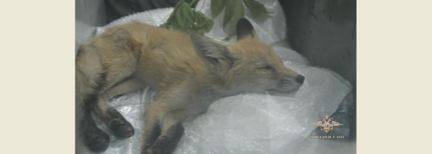 В Екатеринбурге полицейские спасли молодого лиса