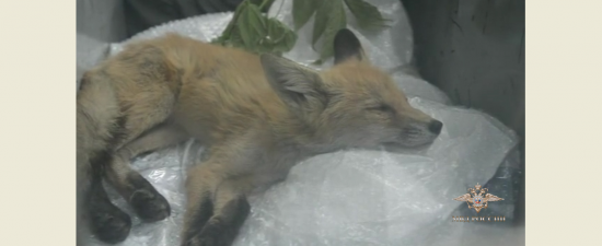 В Пионерском спасли молодого лиса. Фото: пресс-служба ГУ МВД по Свердловской области.