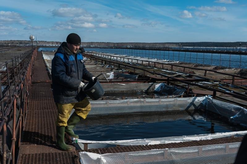 Источником пополнения популяции сиговых послужила икра Югорского рыбоводного завода.