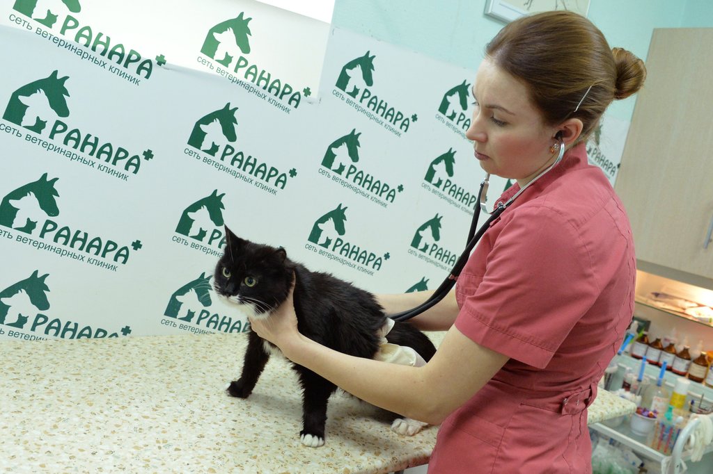 В России скоро вступит силу закон "Об ответственном обращении с животными".
