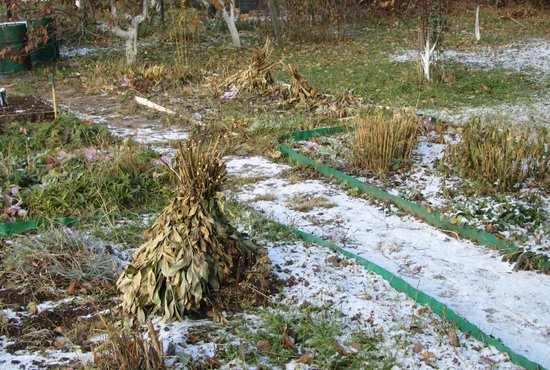 Главная проблема отсутствия снега для растений - вымораживание и иссушение почвы прикорневого слоя. Фото: Алексей Кунилов