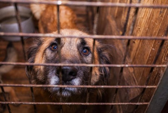 На отлов бездомных собак потратят более 32 миллионов рублей. Фото: Александр Исаков